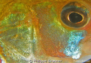 Bass, eye and skin by Philippe Brunner 